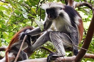 The best tour guide in Zanzibar